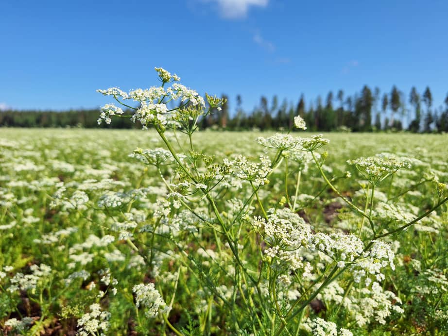 Carawayflower on a field
