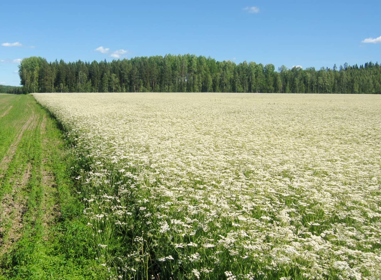 Nordic caraway meadow